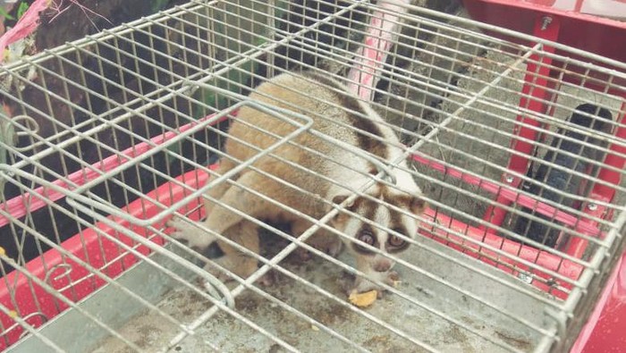 Kukang masuk pemukiman warga di Cianjur