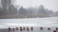 Sejumlah warga berenang di sebuah danau yang tertutup es di Warsawa, Polandia, Minggu (11/12/2022).