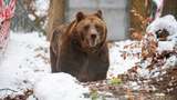 20 Tahun Dikurung, Beruang Restoran Malang Dipindah ke Konservasi