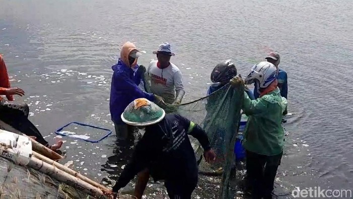 Petani tambak di Brebes memanen udangnya lebih awal karena ancaman cuaca ekstrem, Senin (12/12/2022).