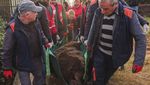 Potret Pilu Beruang di Albania, 20 Tahun Jadi Korban Eksploitasi Restoran