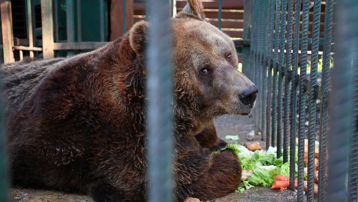 Potret Pilu Beruang di Albania, 20 Tahun Jadi Korban Eksploitasi Restoran Mark, a 24 year old brown bear sits inside a cage in a restaurant in Tirana, Albania, December 5, 2022. REUTERS/Florion Goga
