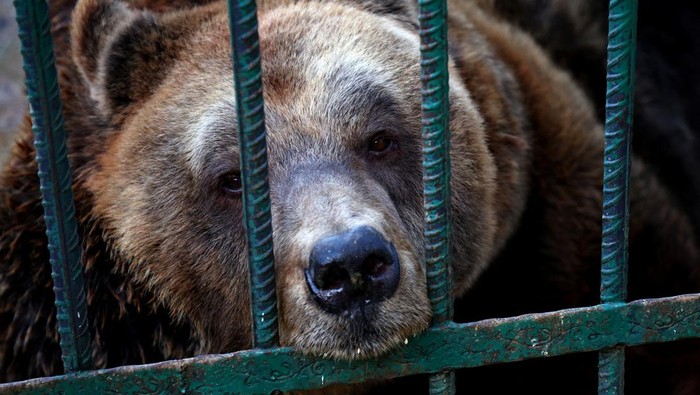 Mark, a 24 year old brown bear sits inside a cage in a restaurant in Tirana, Albania, December 5, 2022. REUTERS/Florion Goga