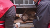 Four Paws International mengatakan undang-undang yang tidak memadai membuat beruang dan hewan liar lainnya tetap berisiko disalahgunakan sebagai hewan peliharaan atau tempat wisata di Albania. AP/Franc Zhurda  