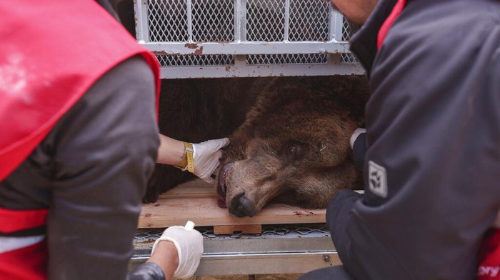 Potret Pilu Beruang di Albania, 20 Tahun Jadi Korban Eksploitasi Restoran Activists from animal rights charity