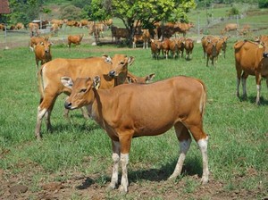 Mengenal Sapi Bali, Karakteristik Hingga Keunggulannya