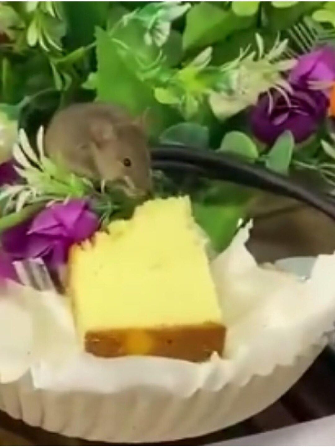 Tikus Ini Asyik Makan Kue di Dalam Jamuan Rapat Penting