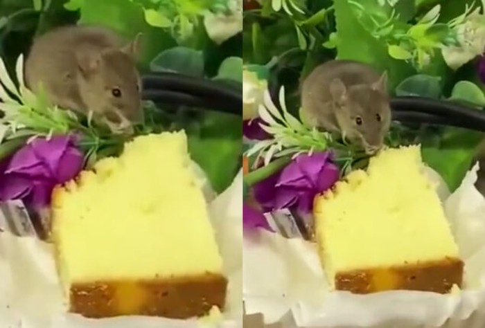 Tikus Ini Asyik Makan Kue di Dalam Jamuan Rapat Penting