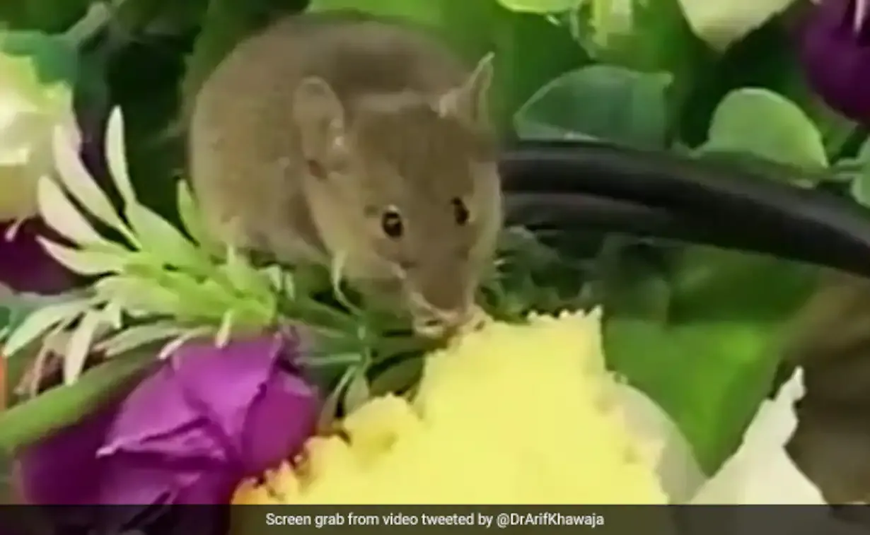 Tikus Ini Asyik Makan Kue di Dalam Jamuan Rapat Penting