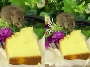 Tikus Ini Asyik Makan Kue di Dalam Jamuan Rapat Penting