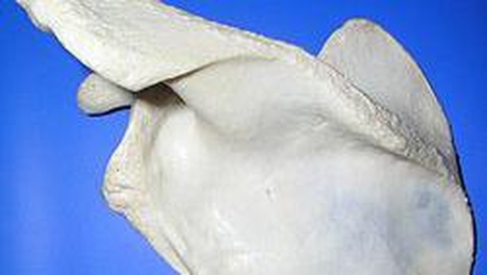 Tulang belikat/scapula/blade shoulder (unkris.ac.id)