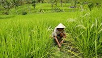 Dalam waktu kurang dari satu dekade, tabel air Bali telah menurun lebih dari 50 meter (164 kaki) di beberapa daerah.  
