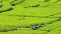 Bali terkenal sebagai tempat pariwisata dengan keunikan berbagai hasil seni-budayanya, serta dikenal dengan keindahan alamnya.