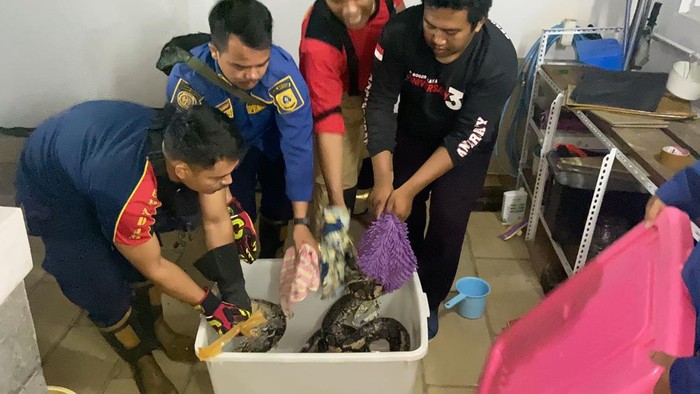 Damkar Evakuasi Ular Sanca 4 Meter dari Saluran Air Rumah di Bogor