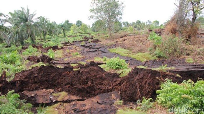 Fenomena tanah bergerak di Bengkalis, Riau.