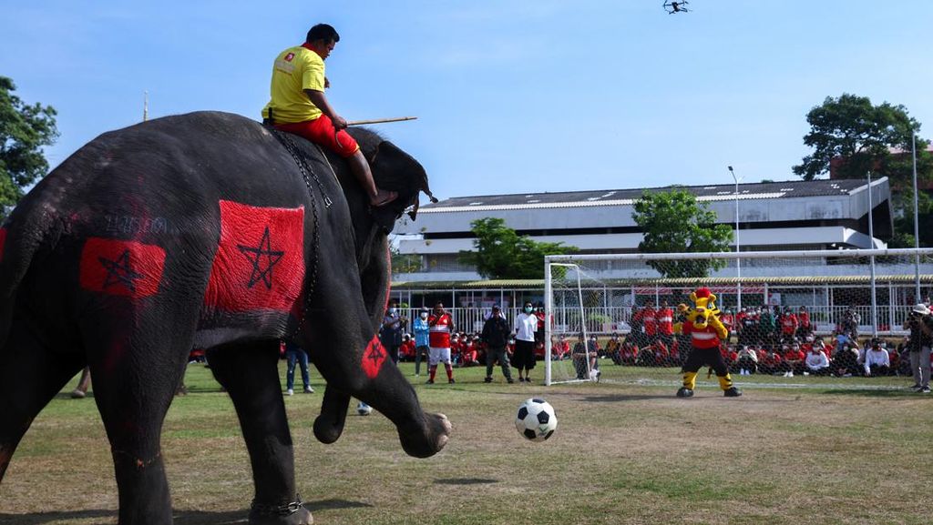 Tendangan Gajah-gajah Thailand Ikut Meriahkan Piala Dunia 2022