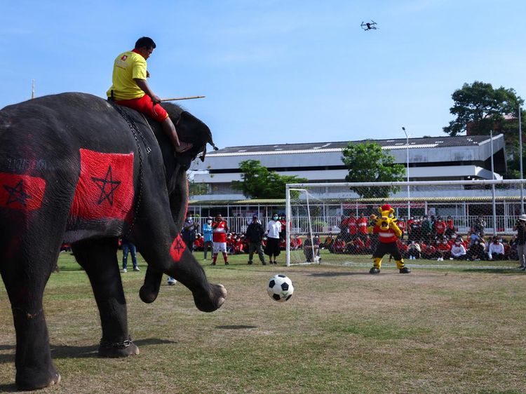 Tendangan Gajah-gajah Thailand Ikut Meriahkan Piala Dunia 2022