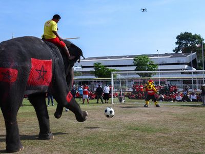 Tendangan Gajah-gajah Thailand Ikut Meriahkan Piala Dunia 2022
