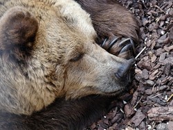 Video AI Lucu Satwa Liar Bahayakan Hewan dan Manusia