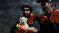 Kelahiran bayi singa Afrika memicu kebahagiaan dan kegembiraan di antara para penjaga taman zoologi Mostaland di kota Mostaganem, Aljazair.
