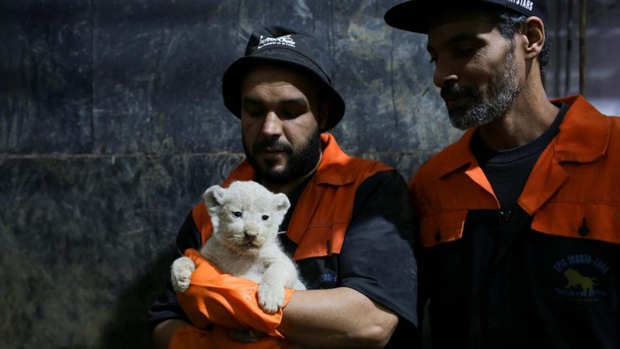 Director of Mostaland park's veterinary clinic, Belakhdar Wassini inspects a white lion cub at the park, in Mostaganem, Algeria December 8, 2022. REUTERS/Ramzi Boudina