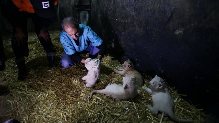 Director of Mostaland park's veterinary clinic, Belakhdar Wassini inspects a white lion cub at the park, in Mostaganem, Algeria December 8, 2022. REUTERS/Ramzi Boudina