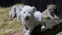 Tiga anak singa putih dan satu anak singa coklat bermain di kandang di Taman Mostaland, Aljazair, 8 Desember 2022 lalu.