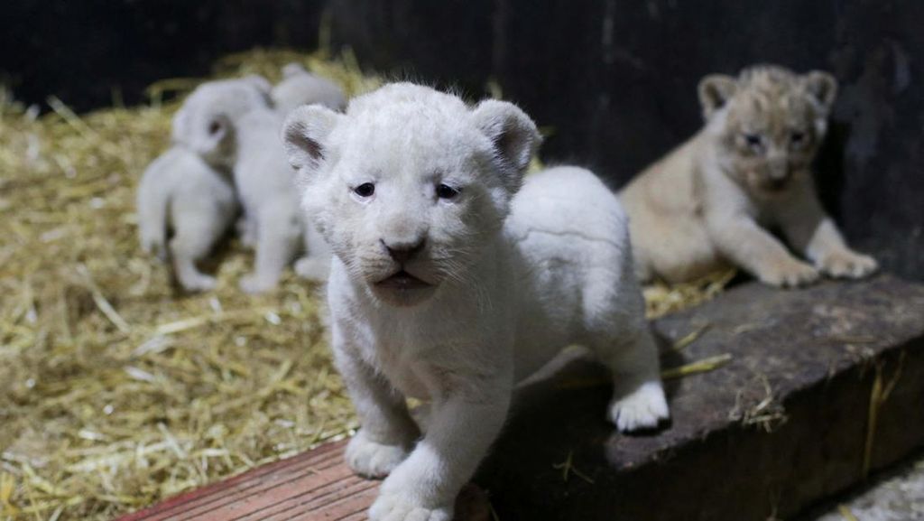 Lucunya Singa Putih yang Baru Lahir di Aljazair Ini