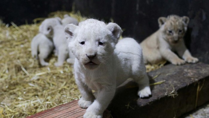 Lucunya Singa Putih yang Baru Lahir di Aljazair Ini Director of Mostaland park's veterinary clinic, Belakhdar Wassini inspects a white lion cub at the park, in Mostaganem, Algeria December 8, 2022. REUTERS/Ramzi Boudina