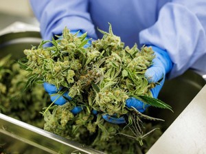 Ribuan Balita di AS Konsumsi Ganja!