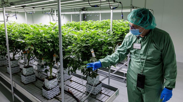 An employee harvests cannabis (marijuana) in a greenhouse at the production site of German pharmaceutical company Demecan for medical cannabis in Ebersbach near Dresden, eastern Germany on November 28, 2022. - Lost in the east German countryside, a former abattoir is now home to the biggest indoor cannabis farms in Europe. The German startup Demecan has been growing marijuana for about a year -- completely legally. The complex is one of the few locations in Germany to have a license for the production of this 