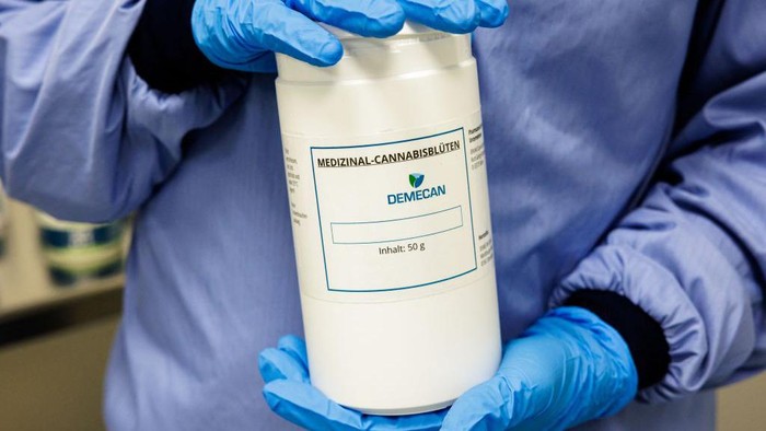 An employee harvests cannabis (marijuana) in a greenhouse at the production site of German pharmaceutical company Demecan for medical cannabis in Ebersbach near Dresden, eastern Germany on November 28, 2022. - Lost in the east German countryside, a former abattoir is now home to the biggest indoor cannabis farms in Europe. The German startup Demecan has been growing marijuana for about a year -- completely legally. The complex is one of the few locations in Germany to have a license for the production of this 