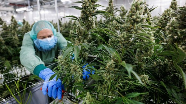 Melihat Pertanian Ganja Medis di Jerman
