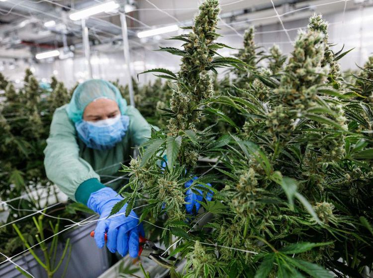 Melihat Pertanian Ganja Medis di Jerman