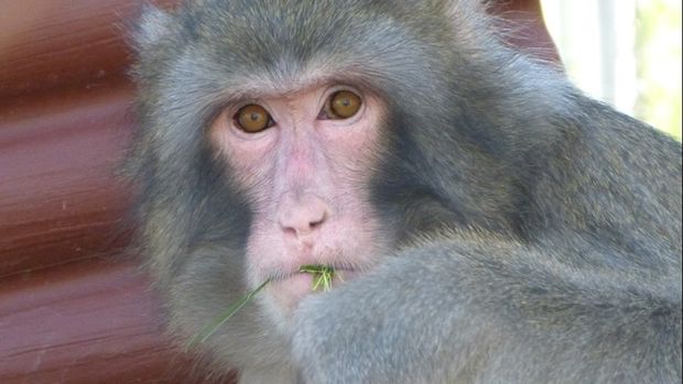 Monyet Darwin yang viral 10 Tahun lalu