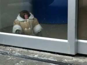 Monyet IKEA ini 10 Tahun Lalu Viral, Bagaimana Kabarnya Sekarang?