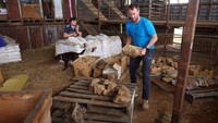 Fosil tersebut merupakan fosil elasmosaurus pertama yang ditemukan lengkap kepala dan badannya di Australia. Dua per tiga dari panjang plesiosaurus merupakan leher. (Reuters/Queensland Museum)