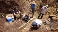 Para ahli paleontologi ini mengklaim telah menemukan fosil reptil laut berleher panjang berusia 100 juta tahun. (Reuters/Queensland Museum)