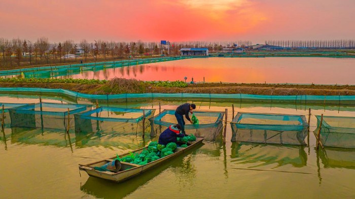 Pesona Matahari Terbenam di Tempat Penangkaran Kepiting di China Tempat Penangkaran Kepiting di China diwarnai pesona matahari terbenam. Nih fotonya.