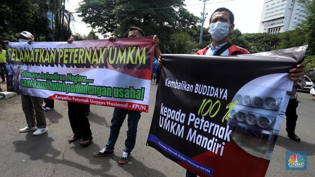 Puluhan massa dari Komunitas Peternak Unggas Nasional (KPUN) menggelar aksi unjuk rasa di depan Kantor Kementerian Koordinator Bidang Perekonomian RI, Lapangan Banteng, Jakarta Pusat, Selasa (13/12/2022). Mereka mendesak Kemenko Bidang Perekonomian Untuk segera membuat draft Rancangan Peraturan Presiden tentang Perlindungan Peternak Rakyat Ayam Ras. Tuntutan ini sebagaimana diamanatkan UU No.18/2009 Jo; UU 41/2014 tentang Peternakan dan Kesehatan Hewan. Pasal 33 ketentuan lebih lanjut mengenai Budidaya sebagaimana dimaksud Pasal 27 sampai Pasal 32 diatur dengan Peraturan Presiden. (CNBC Indonesia/Andrean Kristianto)