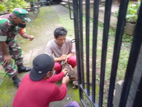 Petugas Distan Buleleng saat melakukan vaksinasi rabies di Desa Nagasepaha, Kecamatan Sukasada, Kabupaten Buleleng, Bali, Selasa (13/12/2022).