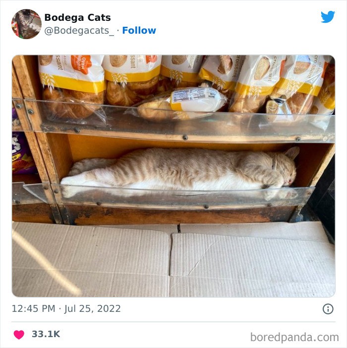 10 Potret Kucing Saat Malas-malasan Jadi 'Pegawai' Toko Makanan