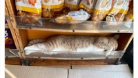 Bukannya membantu pemilik toko berjualan, kucing ini rupanya hanya pasrah tidur di rak bawah roti. Hmmm... Bisa dibeli nggak ya?