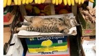 Siapapun yang mau beli pisang di toko ini harus izin ke penjaga toko yang selalu mengantuk. Posisi tidur sang kucing nyaman banget ya? 