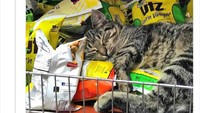 Lagi-lagi potret pegawai kucing malas. Bukannya promosi keripik kentang, ia malah tidur di antara tumpukan kantong keripik.