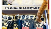 Sepertinya kucing ini ingin mempromosikan snack hewan yang ia sukai. Seperti sebuah produk, ia mejeng lho!