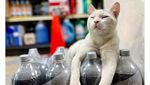 10 Potret Kucing Saat Malas-malasan Jadi Pegawai Toko Makanan
