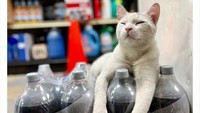 Kelelahan menghitung jumlah pesanan botol Diet Pepsi, kucing ini malah tiduran santai di atasnya.
