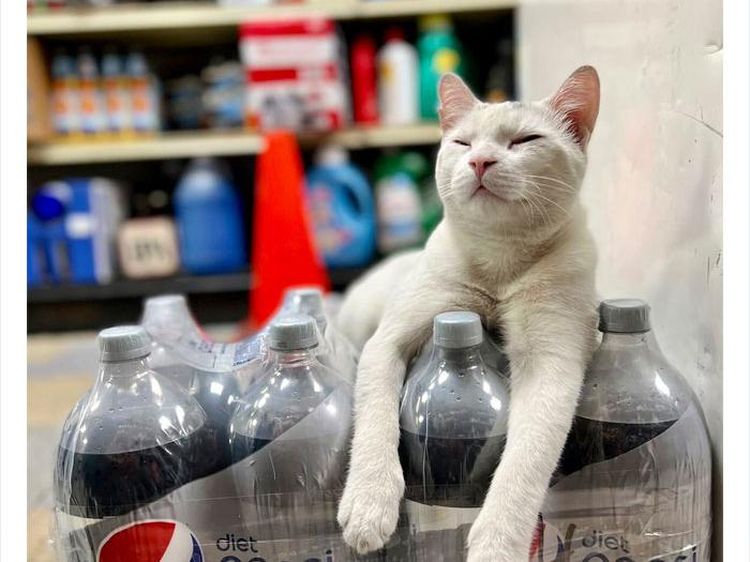 10 Potret Kucing Saat Malas-malasan Jadi Pegawai Toko Makanan