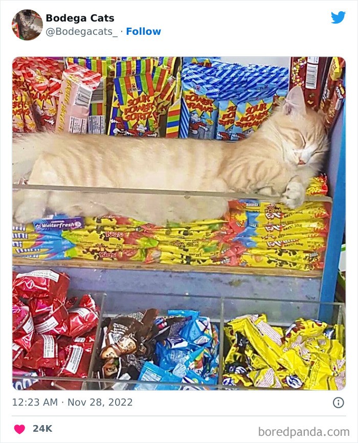 10 Potret Kucing Saat Malas-malasan Jadi 'Pegawai' Toko Makanan